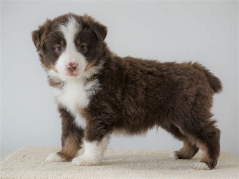 They are owned by a bank or a lender who took ownership through foreclosure proceedings. . Mini australian shepherd puppies for sale under 500 arizona